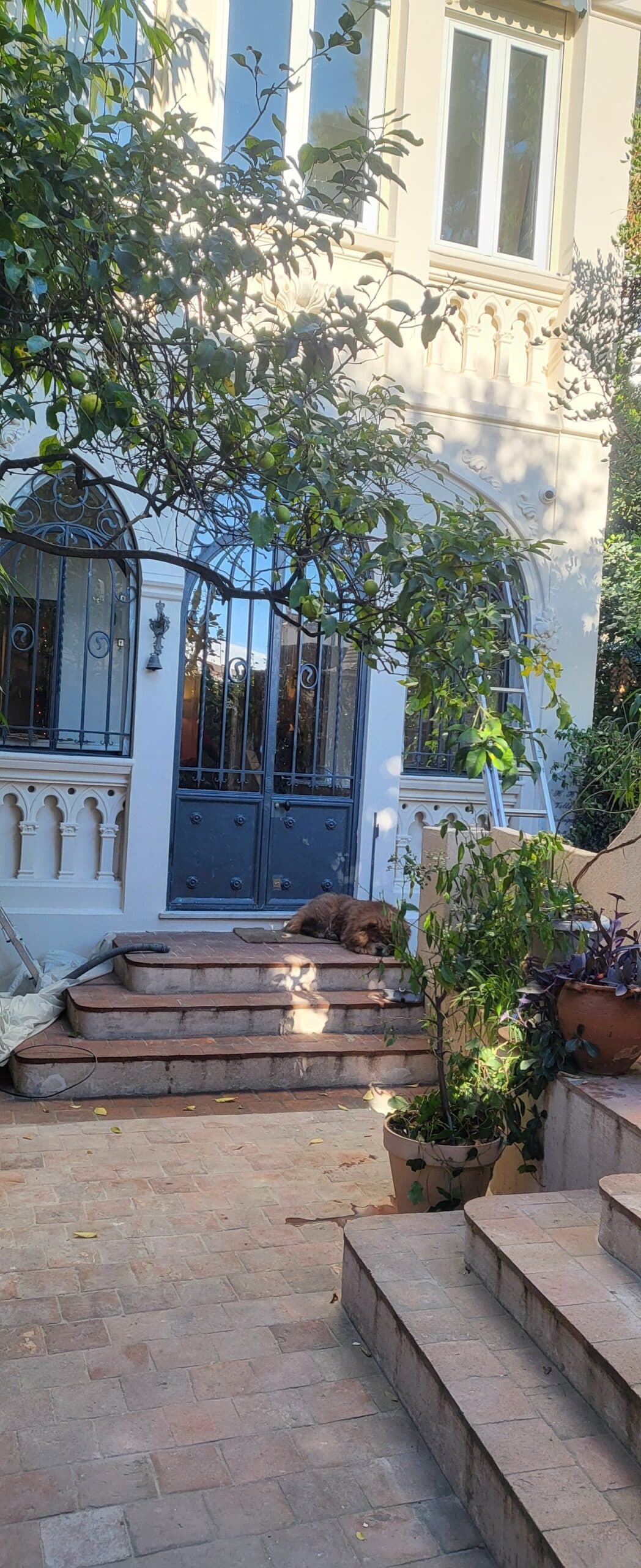 Chien marron touffu dormant sur les marches d'une villa blanche avec portes bleues et citronnier.